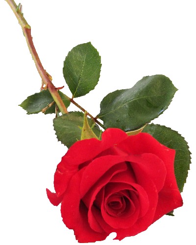 Denney Harold GUDOPP